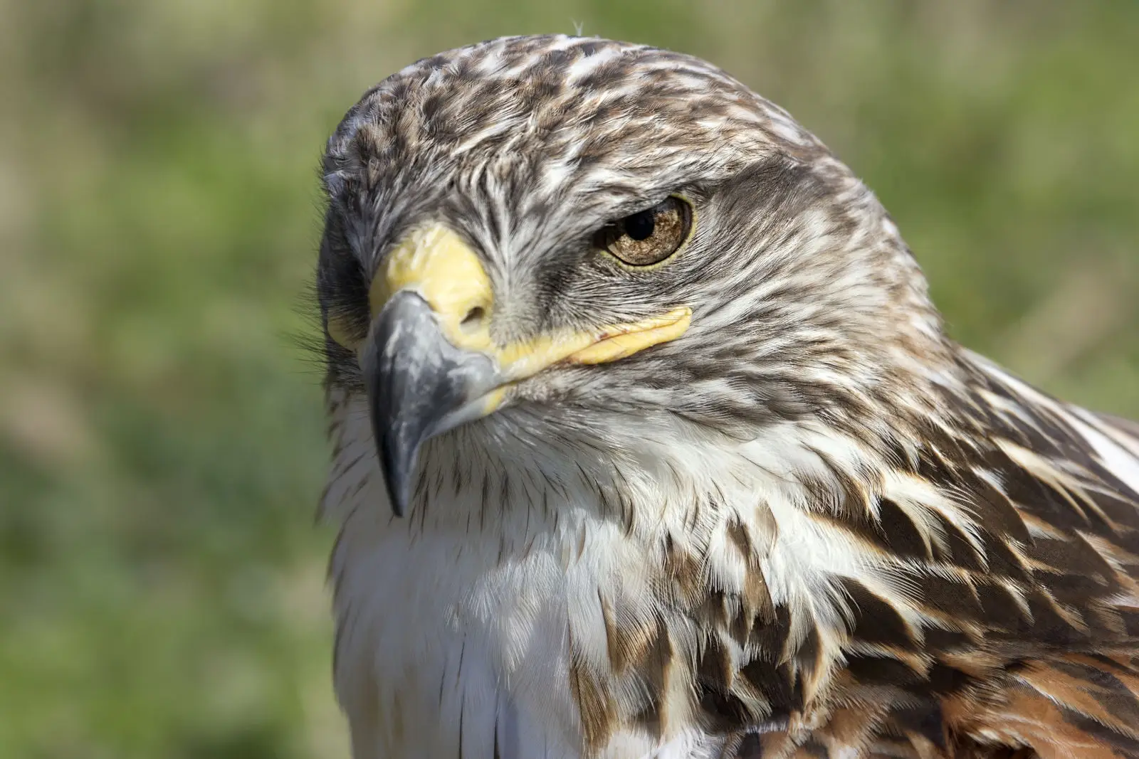 Danielle Smith’s Alberta Government to Protect Ferruginous Hawks